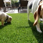 Chula Vista Pet Turf, San Diego Synthetic Pet Turf