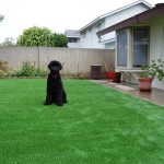 Pet Turf for Dogs San Diego, Chula Vista Artificial Grass for Pets